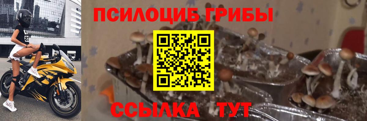 Сафоново  Галлюциногенные грибы мухоморы  Вход с VPN 